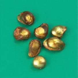 Süsswasser Perlen - 9-10mm - Gold