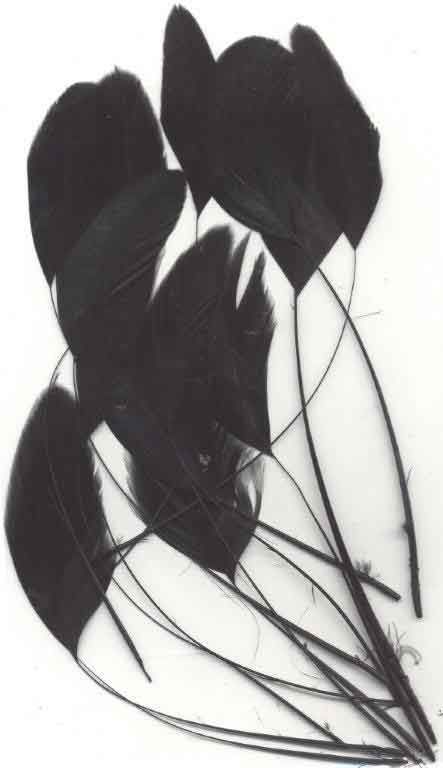 Plumes - Noir - 15-20cm - 15pcs