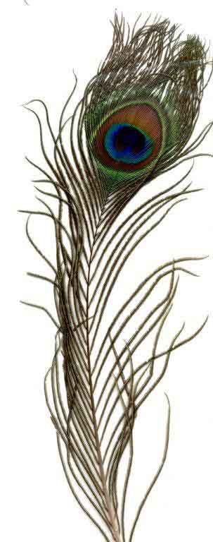 Plumes de Paon - 25-30cm - 1pc