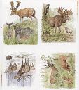 Hirschen - 3D Schneidebögen