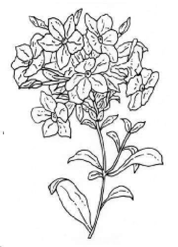 Janneke Brinkman - Tampon Transparente - A7